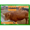 肉牛犢多少元