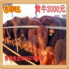 牛崽價(jià)格