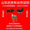 今日育肥牛母牛多少錢