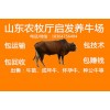 小牛崽多少錢