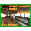 今日育肥牛大牛的價(jià)格