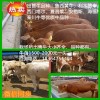 夏洛萊牛多少錢