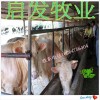最近西門塔爾牛牛苗多少錢