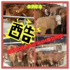 肉牛崽價(jià)格