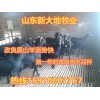 黑山羊養(yǎng)殖廠