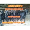 黑山羊哪里買
