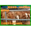 肉牛仔 多少元