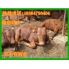 西門塔爾牛種牛價格