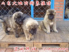 肉狗養(yǎng)殖場(chǎng)建設(shè)圖片和建設(shè)成本