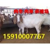 波爾山羊哪里的好