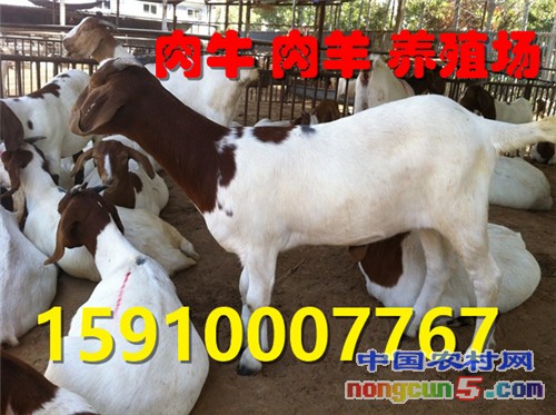 _m_gw_yqnvZxsIrrq9KAC-7TKGEFvhfuphNfm1CW9V-cpFK8_hKx9aoiLMqTDo8tENRoXBdHUmEnigcbxPUrlx6IbMNirLaIFSV1Rso6GgAEUlBF5Nxd-A_LBhkNB6ns7cggzRwPxJB-Gzils=