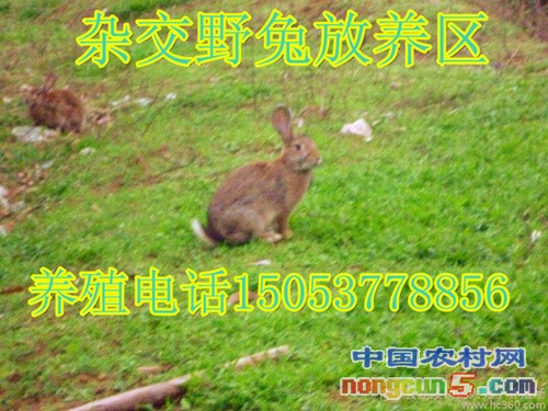 01-74103931_副本_副本1