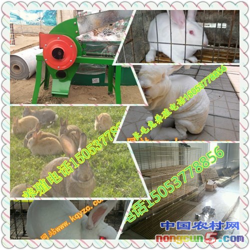 initpintu_副本66