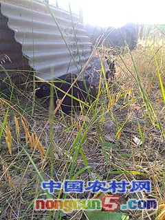 IMG_20170526_070717_副本