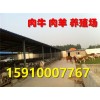 寧夏小尾寒羊養(yǎng)殖場
