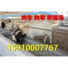 吉林白山羊報價
