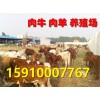 陜西肉羊養(yǎng)殖技術(shù)