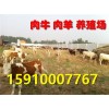 冀州肉牛犢價格
