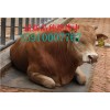 阿勒泰肉牛回收價格多圖