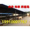 庫爾勒肉牛養(yǎng)殖場在哪里？