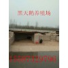 湖南省永州市哪里有賣小香豬的