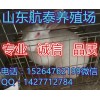 河北最新肉兔養(yǎng)殖前景 邯鄲兔子價格走勢報表 建設(shè)基地成本預(yù)算