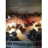 河南省安陽市寵物豬多少錢一只