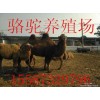 湖北省黃石市寵物豬多少錢一只
