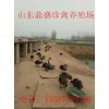 寧夏回族自治區(qū)吳忠市小香豬價(jià)格