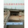 廣東省清遠市小香豬價格
