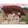 7-8個(gè)月的小牛犢價(jià)格