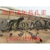湖北省鄂州市寵物豬多少錢一只