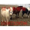 西藏自治區(qū)林芝地區(qū)小香豬價(jià)格