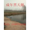 江蘇省鎮(zhèn)江市寵物豬多少錢一只