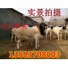 現(xiàn)在純種杜泊羊種羊價(jià)格