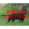 萊州紅多少錢一只