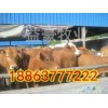 哪里有小肉牛出售