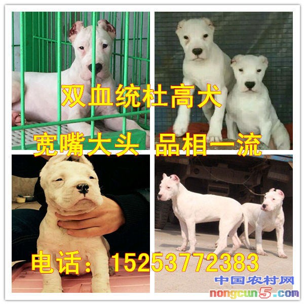 杜高犬拼圖_副本