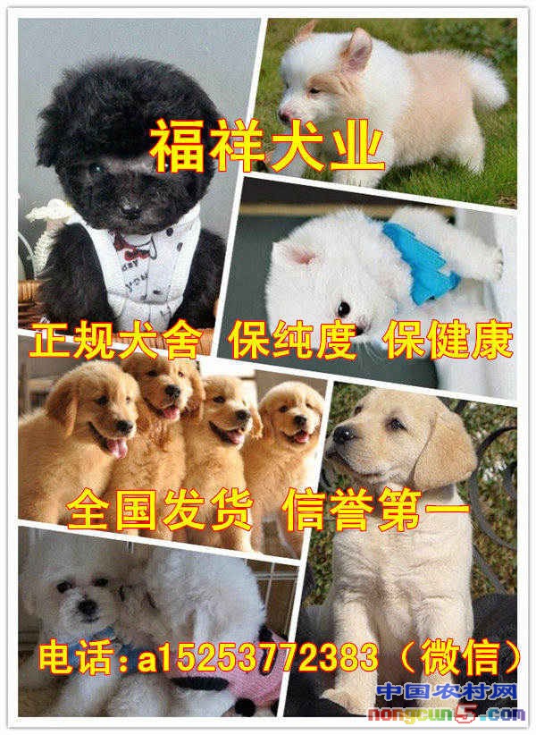 品種犬8670_副本