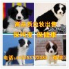 杜高犬價(jià)格、杜高犬多少錢一只