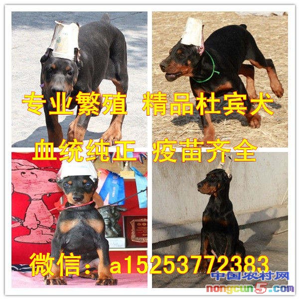 杜賓犬拼圖_副本