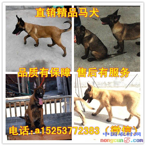 馬犬拼圖_副本