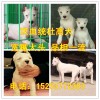 買杜賓犬買少錢一只、什么地方有賣杜賓犬的