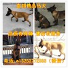 阿拉斯加犬的價(jià)格、什么地方有賣阿拉斯加犬的