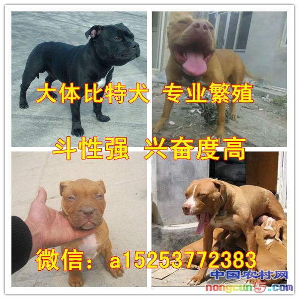 比特犬拼圖_副本