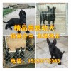 比特犬咬架厲害嗎，比特犬多少錢一只