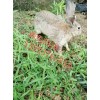 出售五斤的雜交野兔種兔