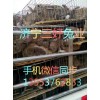 甘肅雜交野兔養(yǎng)殖基地,雜交野兔的正常行情