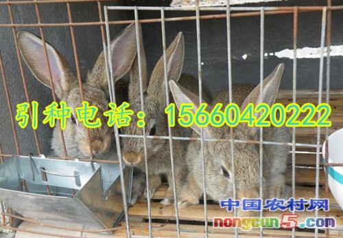 wKhQL1JuGdWEBtqOAAAAAHl37l8951_副本