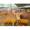 來(lái)賓哪里賣(mài)肉牛犢的